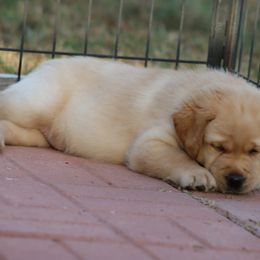 Labrador Retriever Puppies from Ashland Labradors