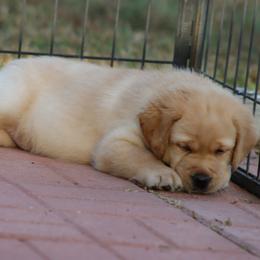 Labrador Retriever Puppies from Ashland Labradors