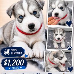 Boy 2 red - Gray and white male Siberian Husky puppy in Albuquerque, New Mexico from Tracy Jaramillo