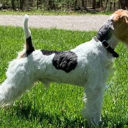 Max - Wire Fox Terrier