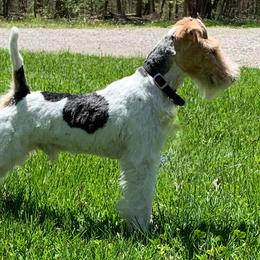 Max - Wire Fox Terrier