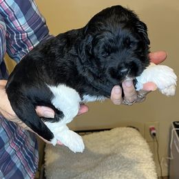 Blue collar boy - Black and chalk male Australian Labradoodle puppy in Fairfield, California from Twin Sisters Doodles