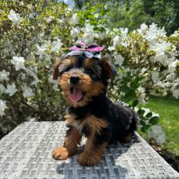 Princess Chanel - Black and tan female Yorkshire Terrier puppy in North Chelmsford, Massachusetts from Coastal Yorkshire Terrier Yorkies & Biewer Terriers