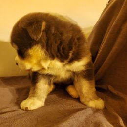 Siberian Husky Puppies from Xk siberians