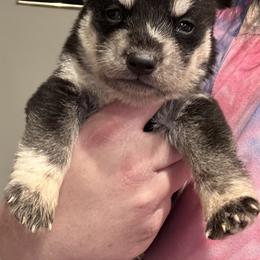 Male 1 - Black and white male Siberian Husky puppy in Doswell, Virginia from Shinko Siberians