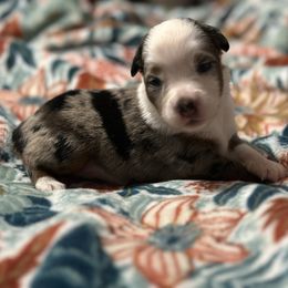 Ellie - Blue merle female Toy Australian Shepherd puppy in Milton Freewater, Oregon from Sparkling Cross Toy & Mini Aussies