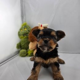 Charlie - Black and tan male Yorkshire Terrier puppy in Hickory, Pennsylvania from Happy Tails Farms