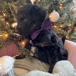 Purple - Black and white male Bernedoodle puppy in Toledo, Ohio from Avery Doodle Day LLC