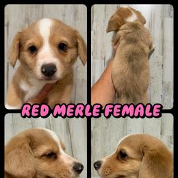 Merle female - Red merle and white female American Corgi puppy in Fort Worth, Texas from King of Hearts Kennels