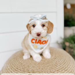 Deckhand - Yachties - Caramel female Australian Labradoodle puppy in Syracuse, Indiana from The Doodle Cove