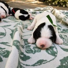 Tux - Black and white male Sheepadoodle puppy in Ashton, Idaho from Kerr Kanine Ranch