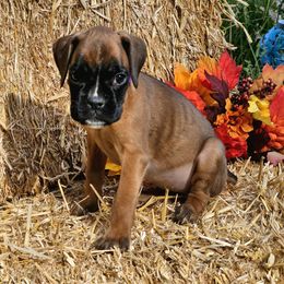 Elise - Fawn Boxer puppy in Cove, Oregon from Luna Ray Boxers
