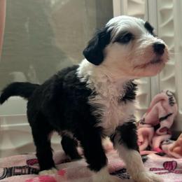 MUFFIN - Black and white female Sheepadoodle puppy in Riverside, California from Downtown Doodles & Frenchies