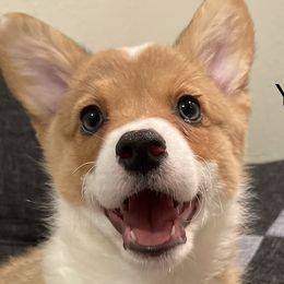 Yellow Collar - Red Pembroke Welsh Corgi puppy in Tehachapi, California from Mighty Corgis