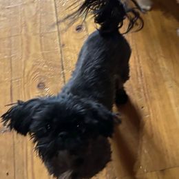 Mitzi - Shih Tzu