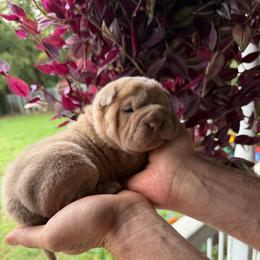 Phantom - Lilac dilute male Chinese Shar-Pei puppy in Auburn, Kansas from Justin's Chinese Shar-Pei