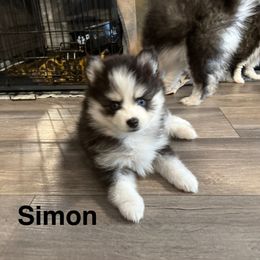 Simon - Black and white male Pomsky puppy in Scandinavia, Wisconsin from Bonnie’s Little Fluffys