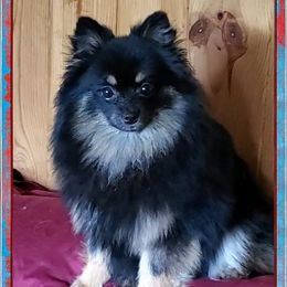 Dawson - Pomeranian