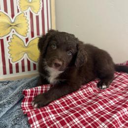 Fettuccine - Red male Bordoodle puppy in Valley Center, California from Circle R Valley Bordoodls