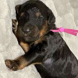 Stevie - Phantom female Poodle puppy in Travelers Rest, South Carolina from Cotton Top