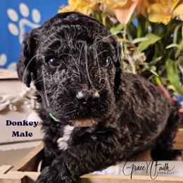 Donkey - Black male Labradoodle puppy in Peyton, Colorado from Grace N Faith Doodles