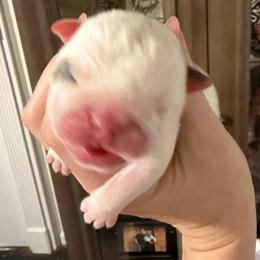 Meatball - Red and white male Bulldog puppy in Aiken, South Carolina from Hayzlett Family English Bulldogs