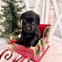 Evie (Orange Collar) - Black female Labrador Retriever puppy in Cinebar, Washington from Pure Joy Labradors