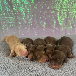 Basset Hound and Dachshund Puppies from The Gorman Hounds