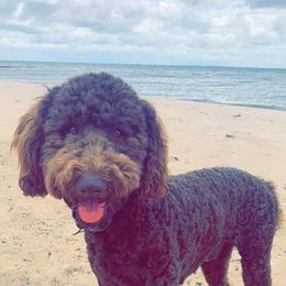 Goldendoodle All Grown Up from Pinkdoodle Tails