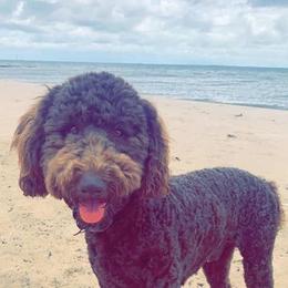 Goldendoodle All Grown Up from Pinkdoodle Tails