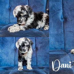 Princess - Blue merle female Aussiedoodle puppy in Roebuck, South Carolina from Dani's Dandy Doodles