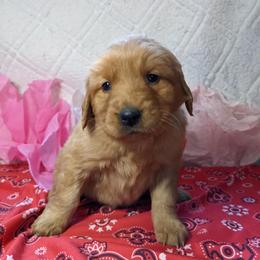 Golden Retriever Puppies from tallpinegoldens@gmail.com