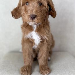 Merry - Red  female Goldendoodle puppy in Warsaw, Ohio from Lovabledoodles