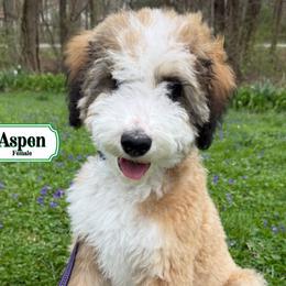 Aspen - In Training - Merle female Bernedoodle puppy in Milan, Indiana from Doodles & Spice