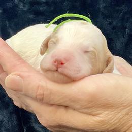 Green Male - Parti male Goldendoodle puppy in Great Falls, Montana from Montana Goldendoodles