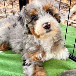 Maggie - Blue merle female Bernedoodle puppy in Vacaville, California from Starlight Goldendoodles