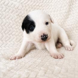 Hazel - Female - Black and white female Border Collie puppy in Avery, Texas from Willa Creek Border Collies