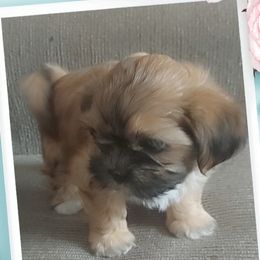 Shih Tzu Puppies from N.F.S.T Imperial ShihTzu Puppies.