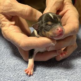 Crockett - Black white and tan male Rat Terrier puppy in Gonzales, Texas from Sunshine Deckers