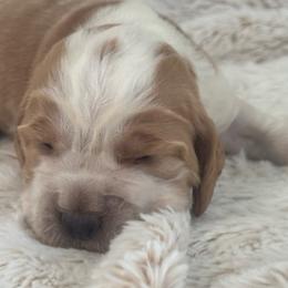 Gideon - Lemon and white male English Springer Spaniel puppy in Coeur D'alene, Idaho from Springer Hollow