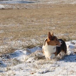 Pembroke Welsh Corgi puppies from J & J Kennels