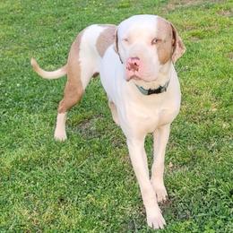 Cache - Catahoula Leopard Dog