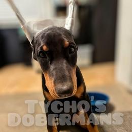 Dove - Black and rust female Doberman Pinscher puppy in Houston, Texas from Tycho's Dobermans