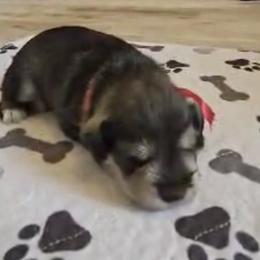 Maroon Ribbon Boy - Salt and pepper male Miniature Schnauzer puppy in Floyd, Virginia from Little River Puppies