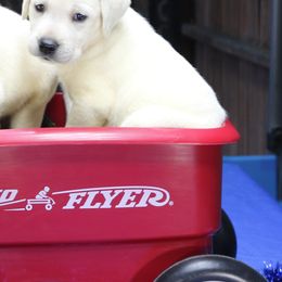 Female pups - Yellow female Labrador Retriever puppy in Lakeside, California from Labs To Love
