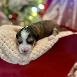 Maple - Sable female Bernedoodle puppy in Alabama from Peach & Pawmetto Doodles