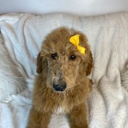 Girl 1 - Poodle puppy in Utah from Standard Poodle Puppies