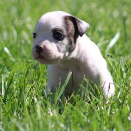 Female 3- Dame Eyola - White and brindle female American Bulldog puppy in Xenia, Ohio from Bingham's Bulldogs LLC