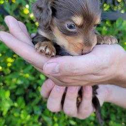 Chip - Chocolate and cream male Dachshund puppy in Murrieta, California from Dash of Love
