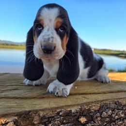 Chloe - Black white and brown female Basset Hound puppy in Denison, Texas from Emma Lou's Baby Bassets